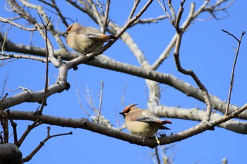 Japanese Waxwing 太田宿中山道会館 Sun, 2/11/2024