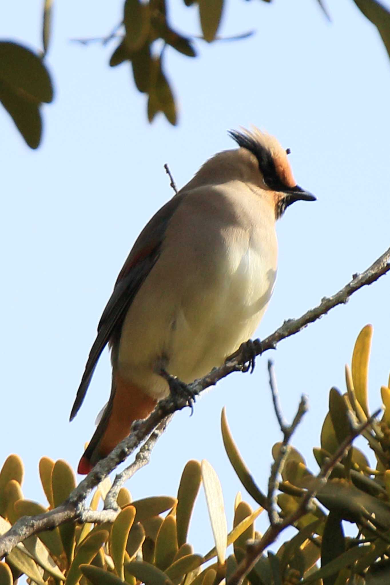 Photo of Japanese Waxwing at 太田宿中山道会館 by ごろう