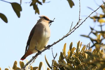 Japanese Waxwing 太田宿中山道会館 Sun, 2/11/2024