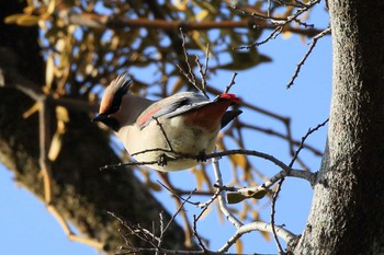 Japanese Waxwing 太田宿中山道会館 Sun, 2/11/2024