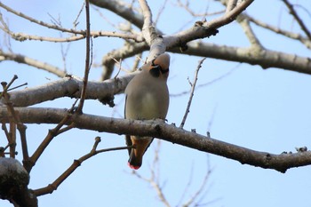 Japanese Waxwing 太田宿中山道会館 Sun, 2/11/2024