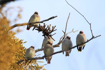 Japanese Waxwing 太田宿中山道会館 Sun, 2/11/2024