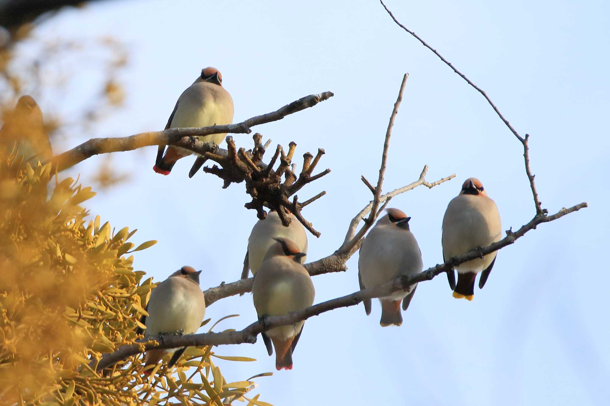 Photo of Japanese Waxwing at 太田宿中山道会館 by ごろう