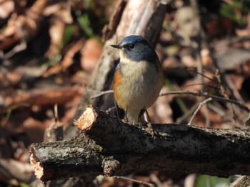 Red-flanked Bluetail Komiya Park Sun, 2/11/2024