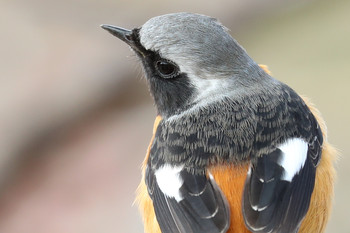 Daurian Redstart 東京都多摩地域 Sun, 1/29/2017