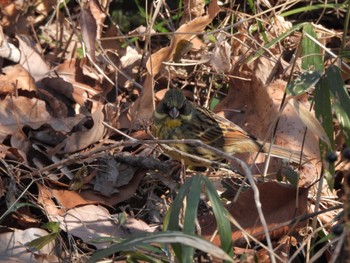 Masked Bunting Komiya Park Sun, 2/11/2024