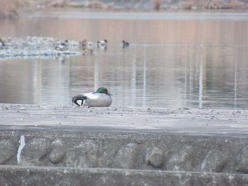 2024年2月11日(日) 相模大堰の野鳥観察記録