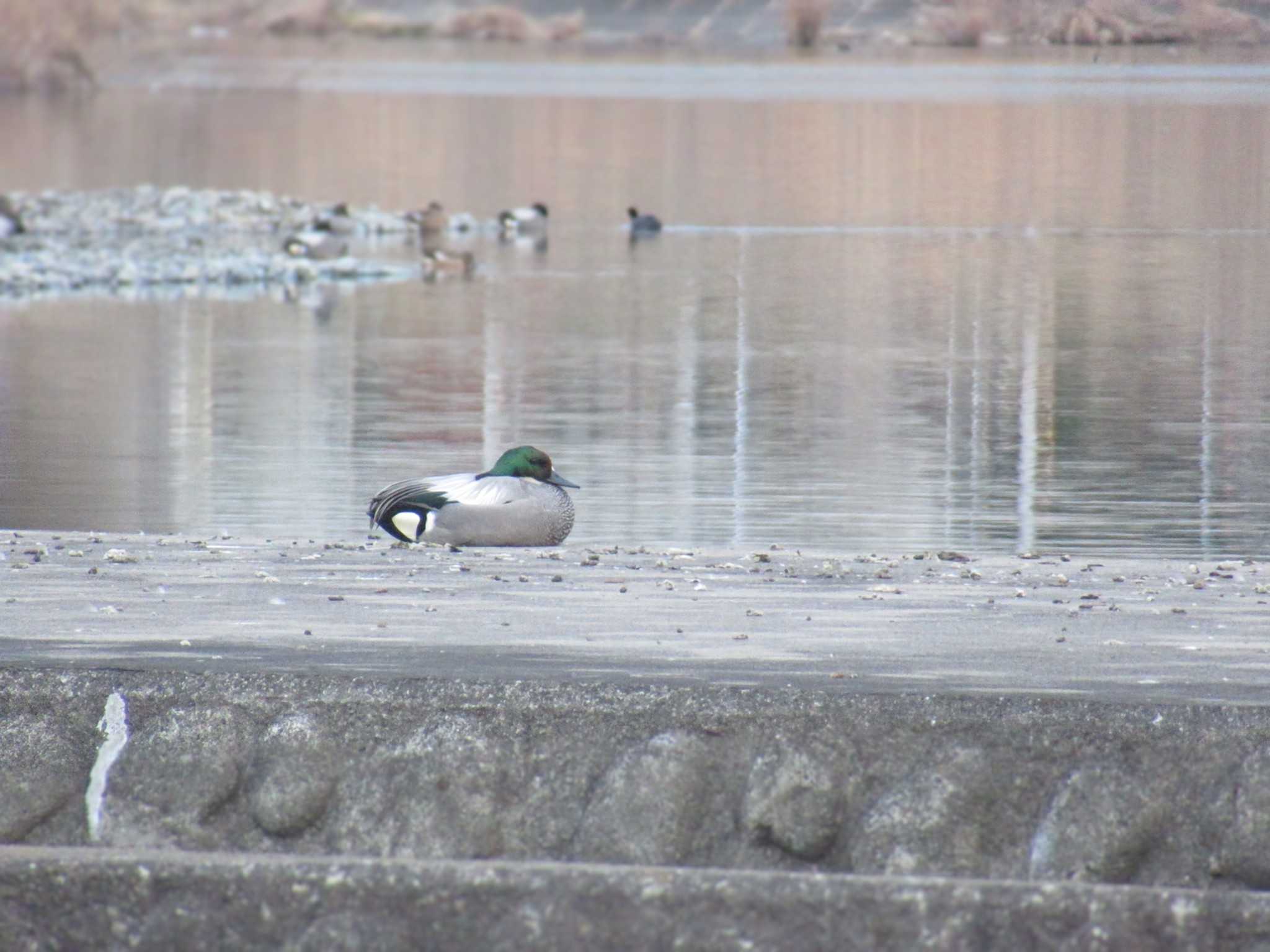 Falcated Duck