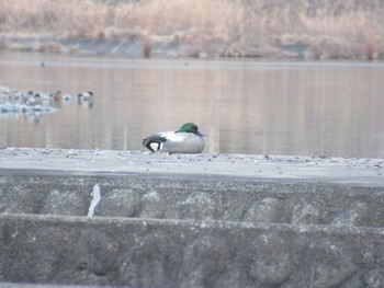 Falcated Duck 相模大堰 Sun, 2/11/2024