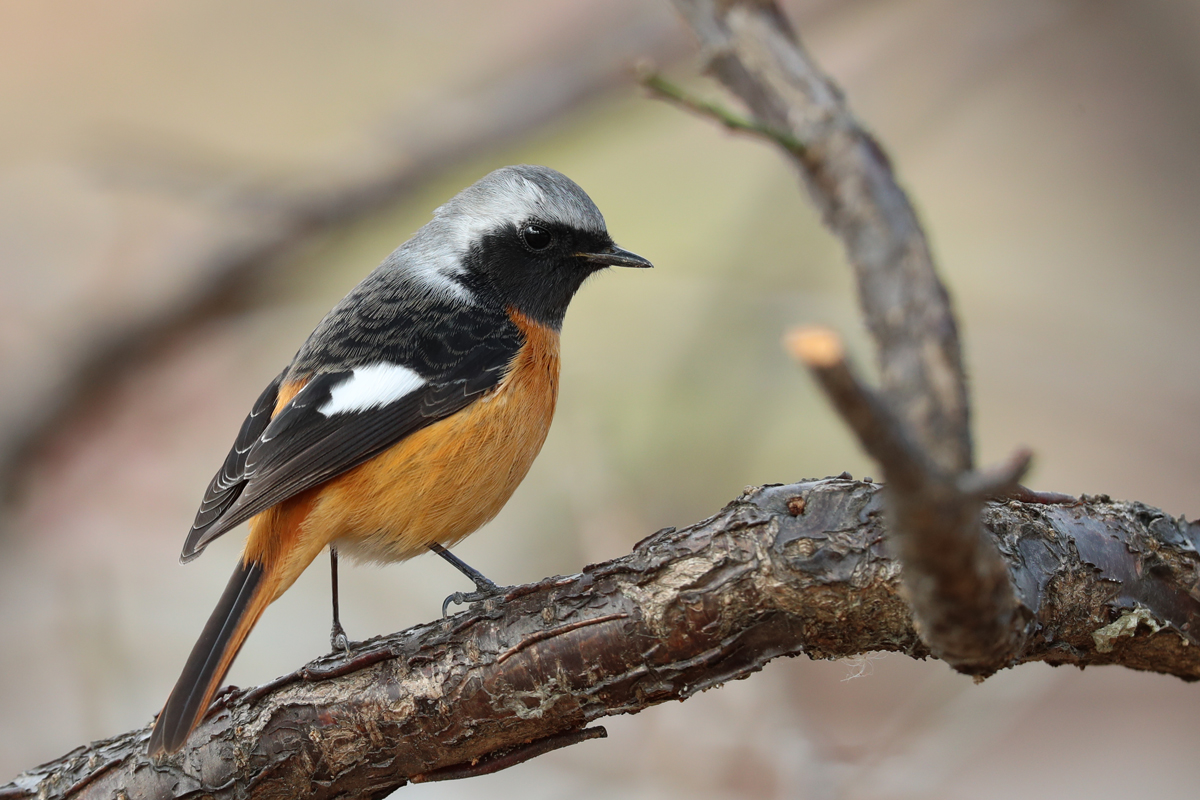 Photo of Daurian Redstart at 東京都多摩地域 by Orion-HAS