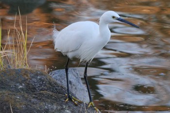 コサギ 都立浮間公園 2024年1月17日(水)