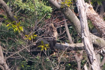 Eastern Buzzard 都立光が丘公園 Sat, 2/10/2024