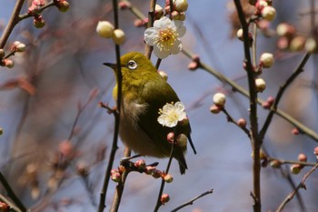 Warbling White-eye 都立光が丘公園 Sat, 2/10/2024