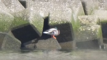 Mallard 大野川 Thu, 2/8/2024