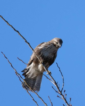 2024年2月11日(日) 秋ヶ瀬公園の野鳥観察記録