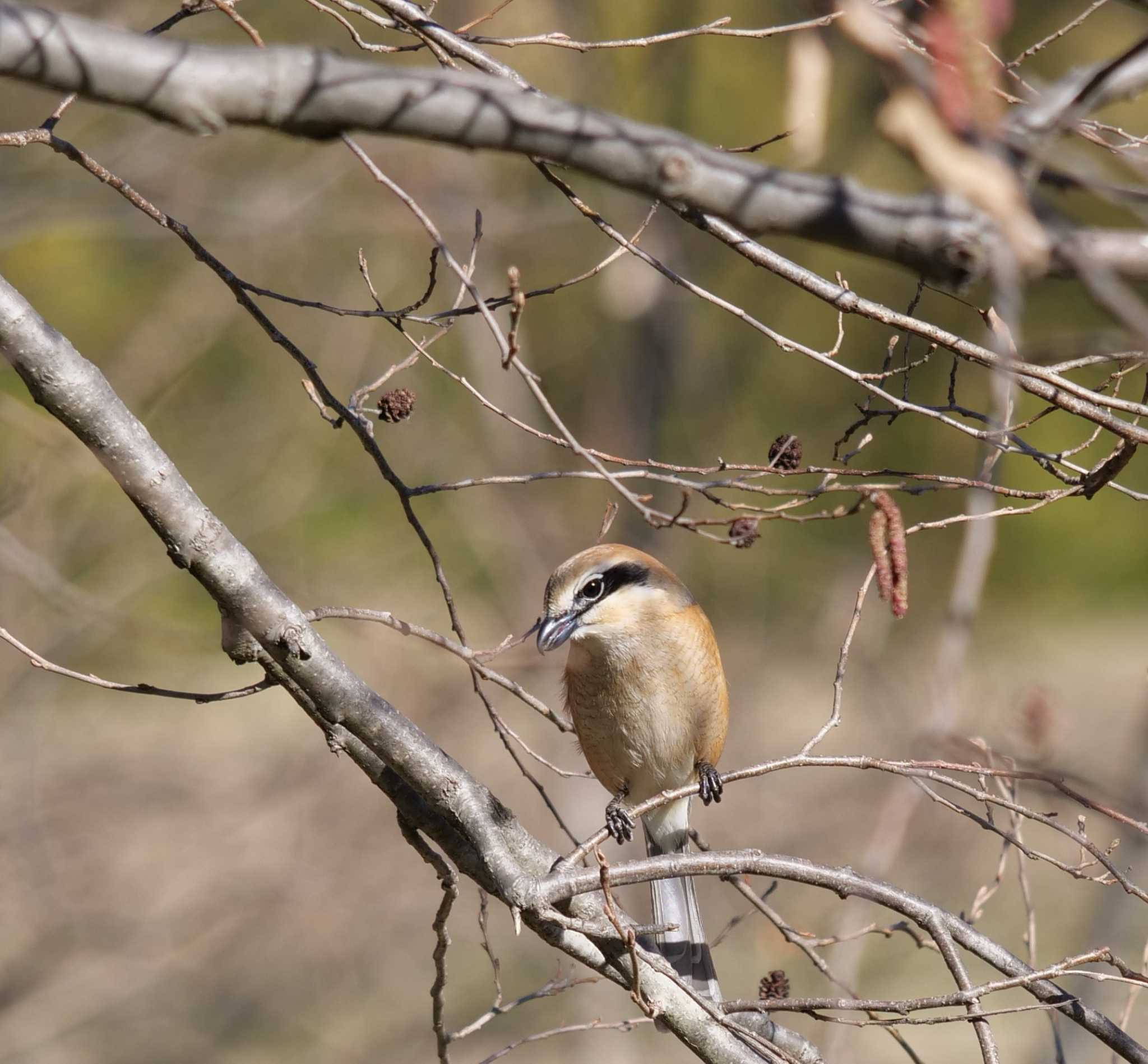 Photo of Bull-headed Shrike at Akigase Park by イエティ