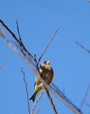 Grey-capped Greenfinch Akigase Park Sun, 2/11/2024