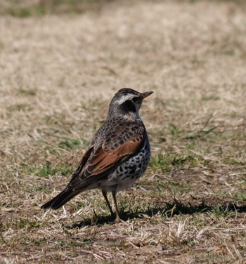 Dusky Thrush Akigase Park Sun, 2/11/2024