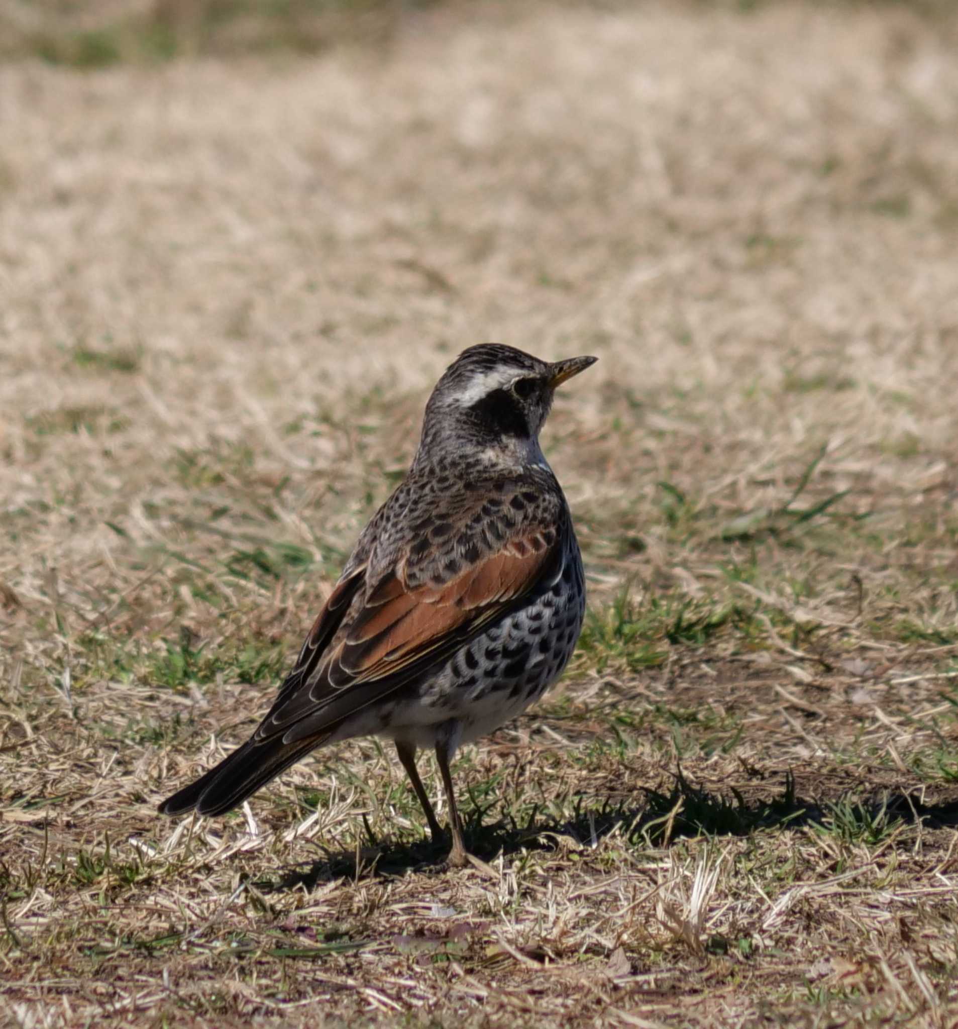 Dusky Thrush