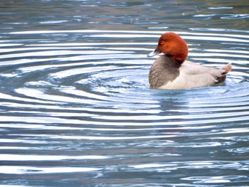 2024年2月11日(日) 三溪園の野鳥観察記録