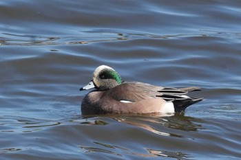 American Wigeon 群馬県 Sun, 2/11/2024