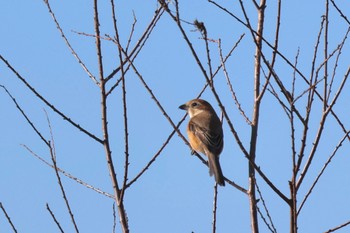 モズ 鬼怒川 2024年2月11日(日)