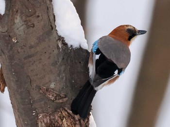 Eurasian Jay(brandtii) Makomanai Park Sun, 2/11/2024