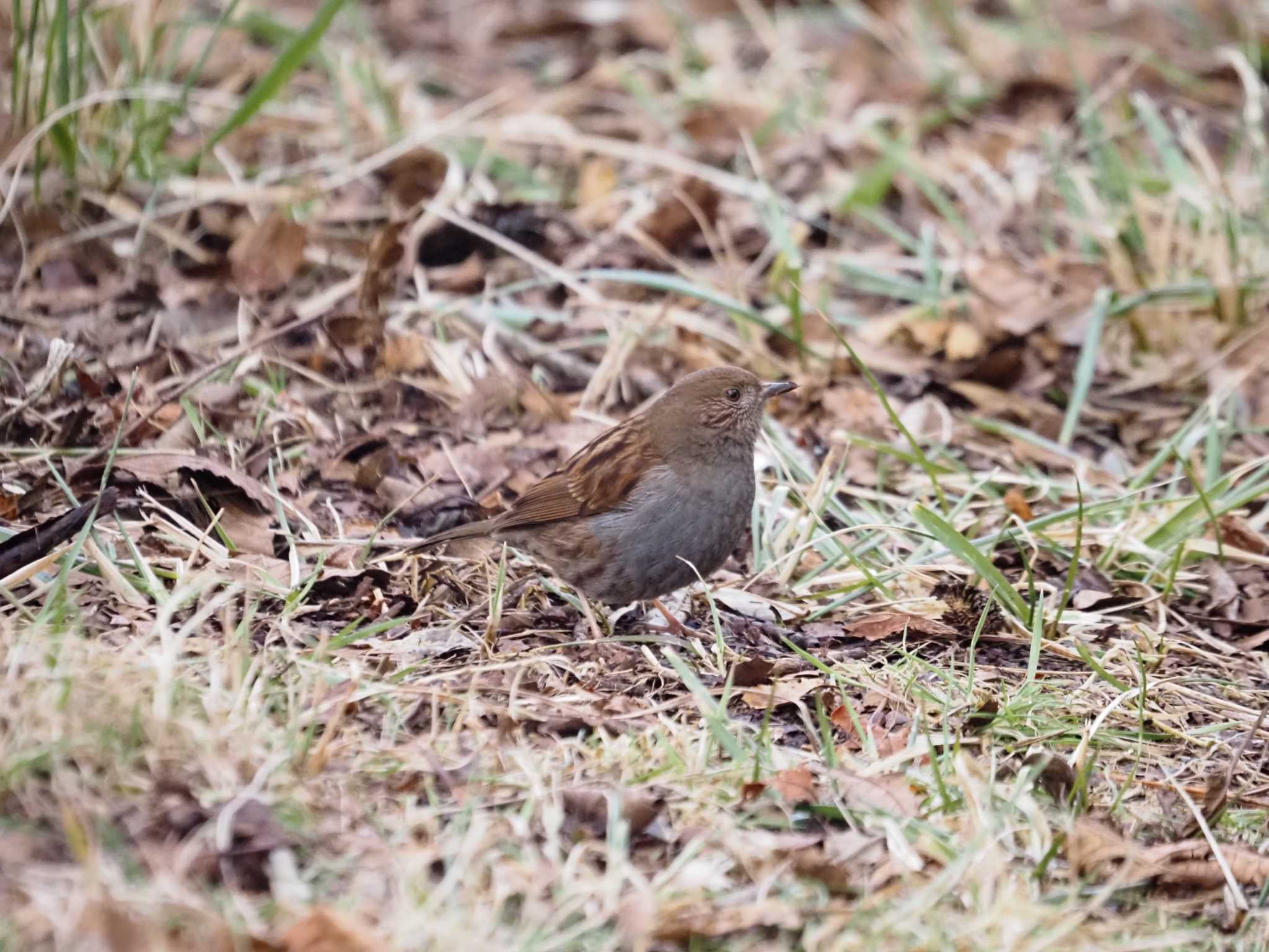 Photo of Japanese Accentor at 六甲山 by マル