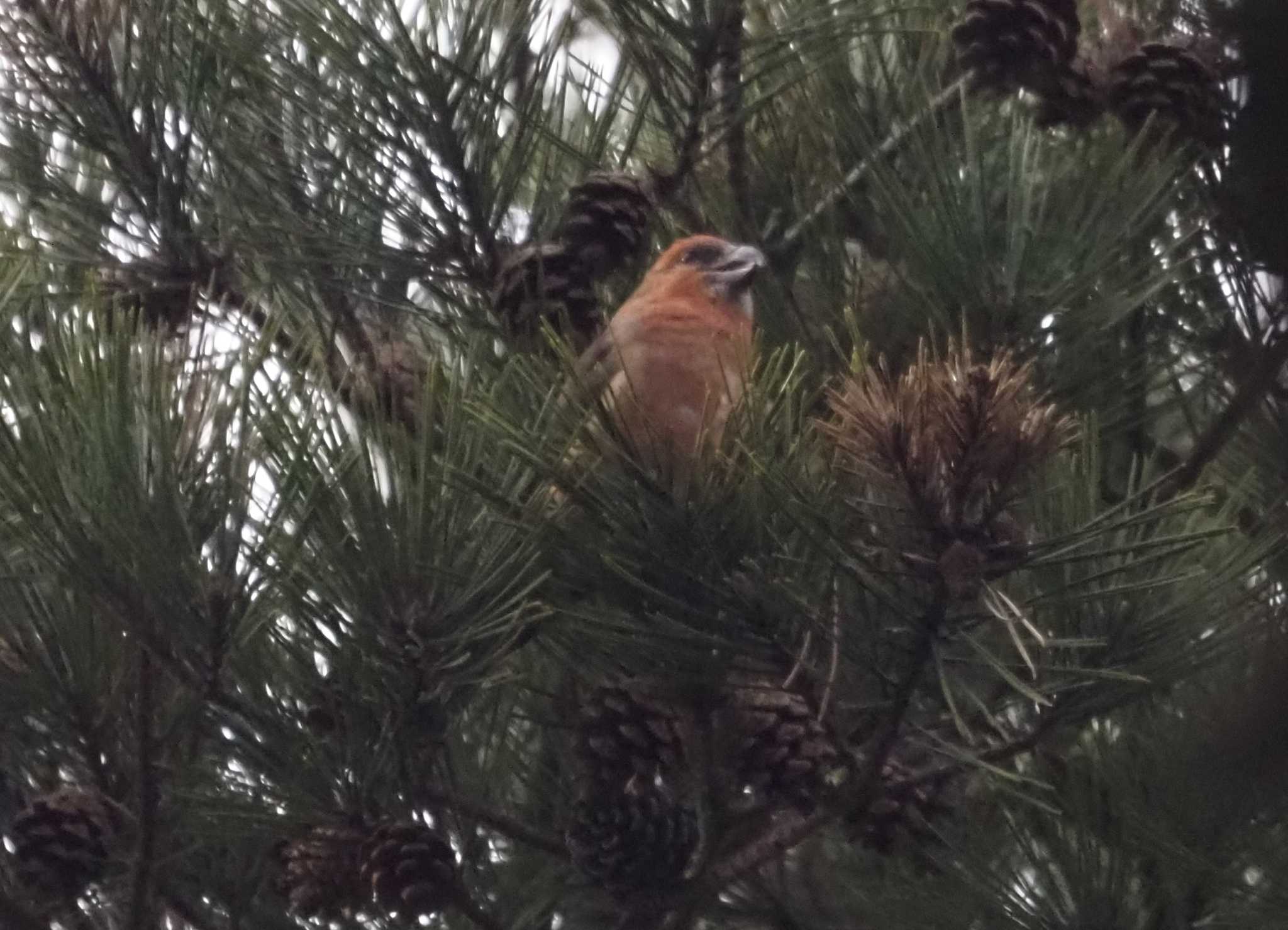 Photo of Red Crossbill at 六甲山 by マル