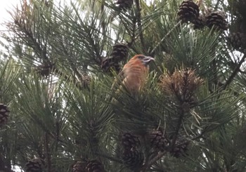 Red Crossbill 六甲山 Sun, 2/11/2024