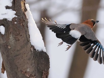 Eurasian Jay(brandtii) Makomanai Park Sun, 2/11/2024