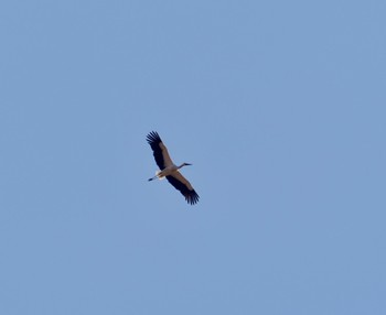 Oriental Stork Watarase Yusuichi (Wetland) Sat, 2/10/2024