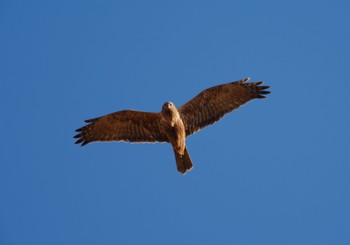 Eastern Marsh Harrier Watarase Yusuichi (Wetland) Sat, 2/10/2024