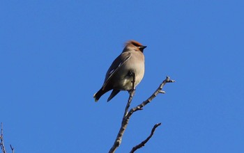 2024年2月11日(日) 太田宿中山道会館(美濃加茂市)の野鳥観察記録