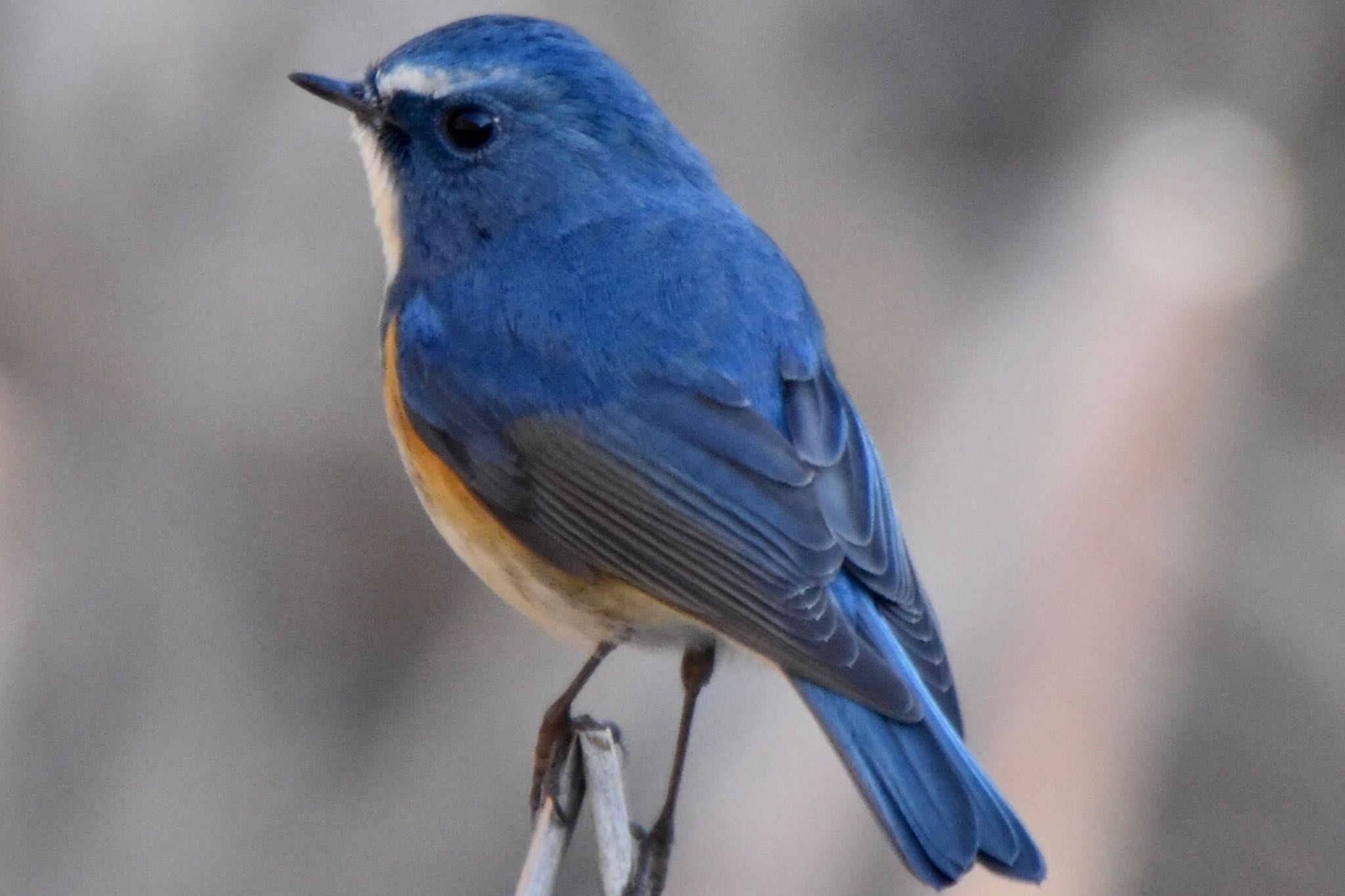 Red-flanked Bluetail