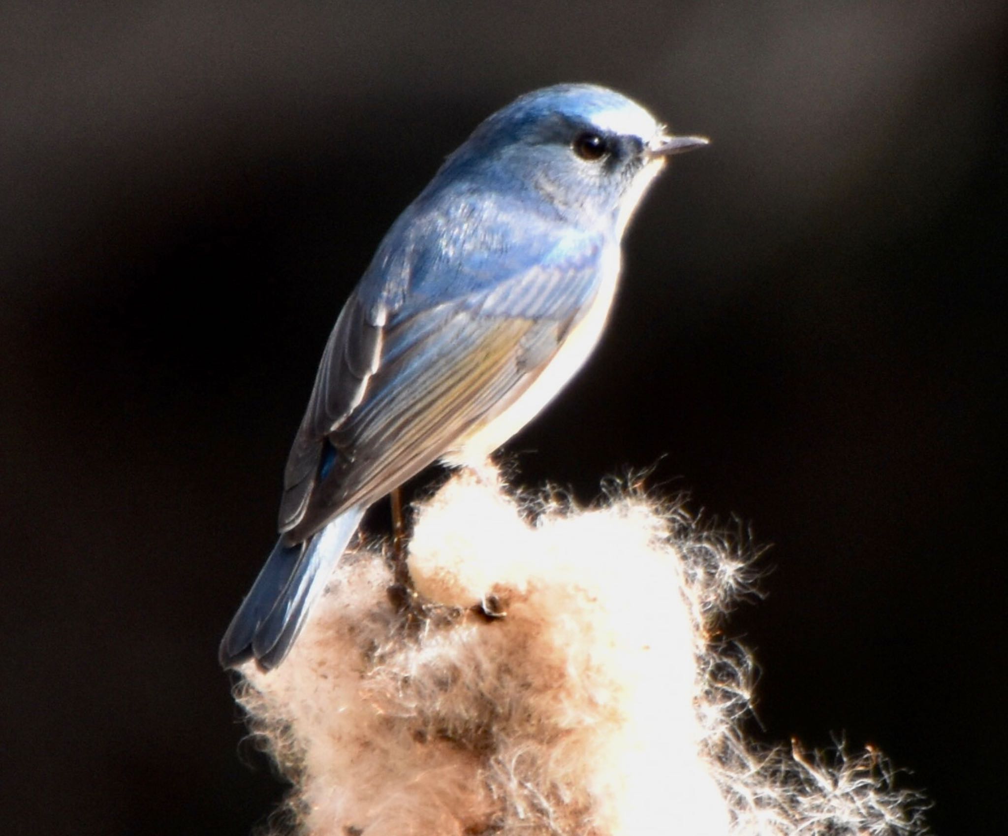 Red-flanked Bluetail