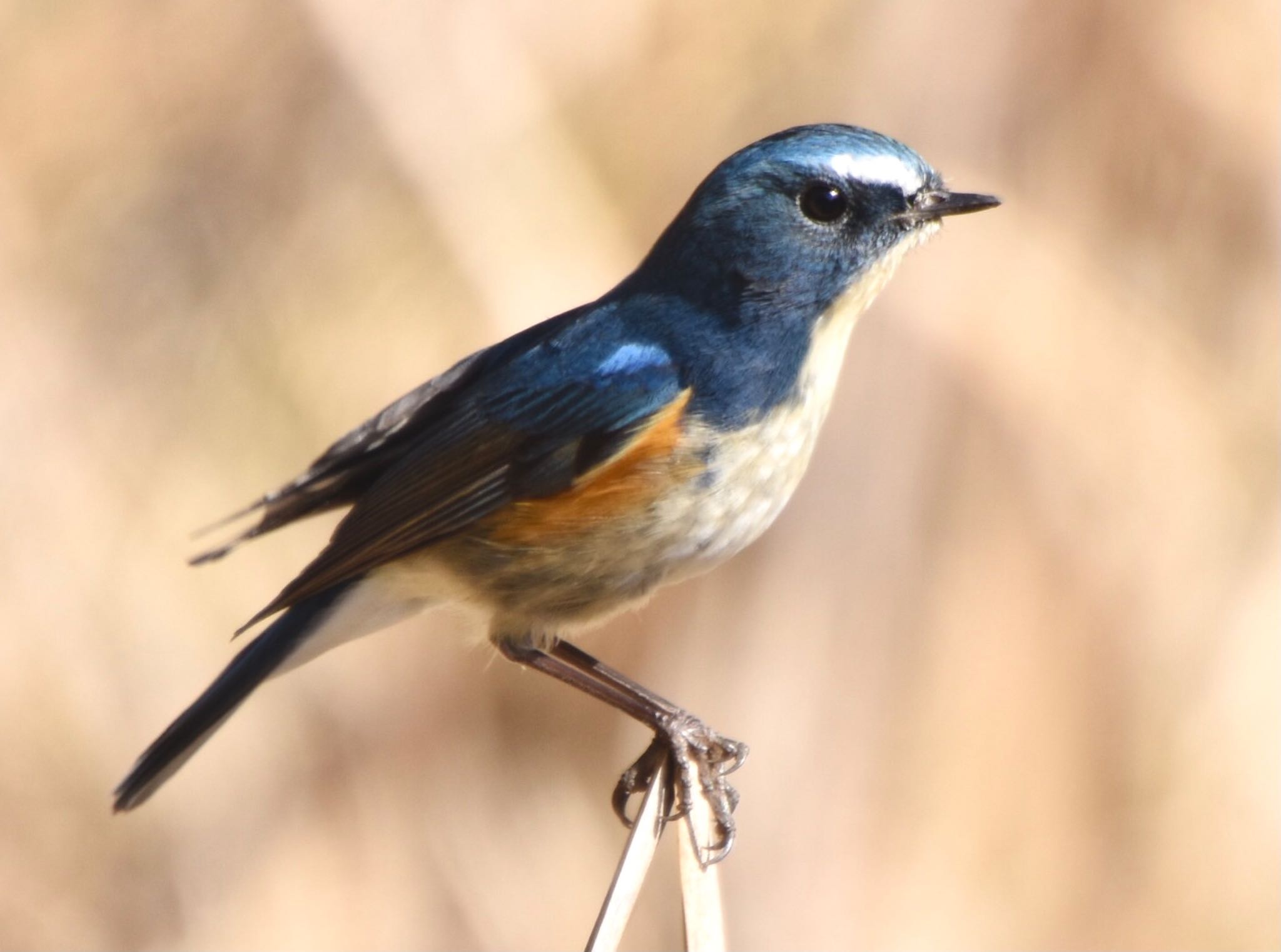 Red-flanked Bluetail