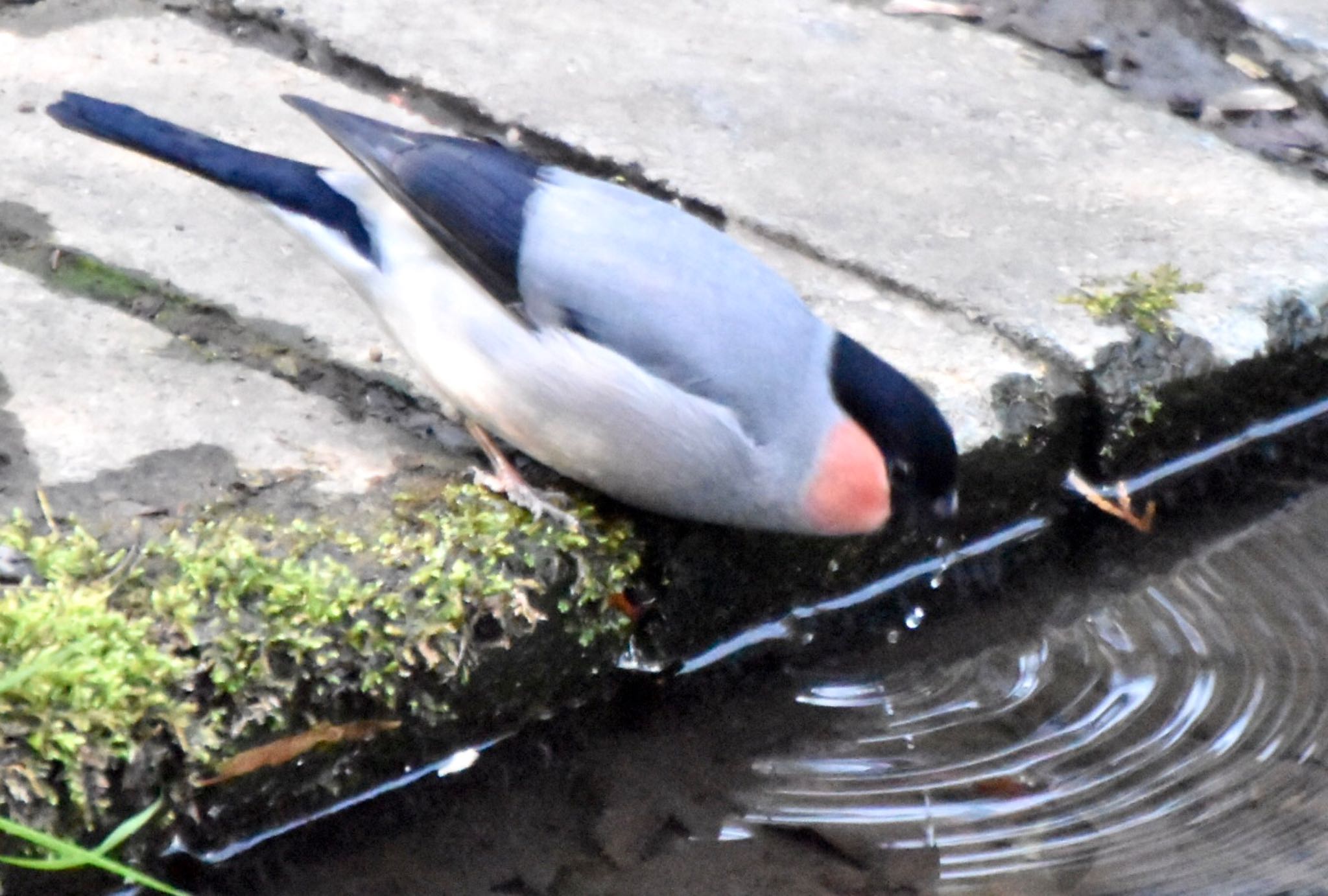 Eurasian Bullfinch