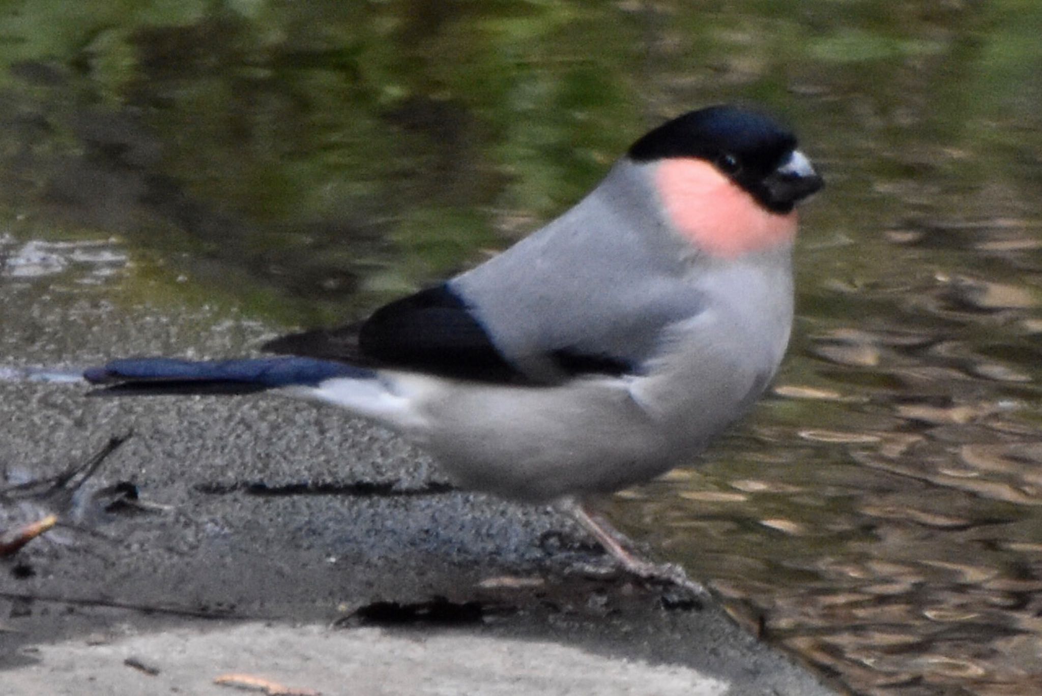 Eurasian Bullfinch