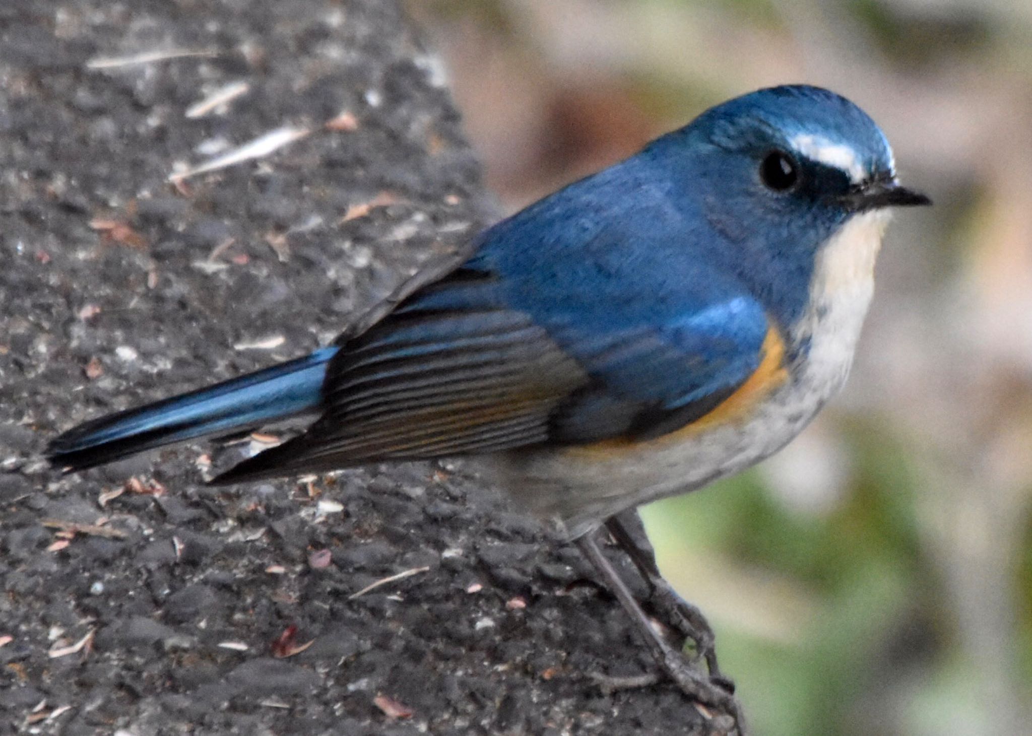 Red-flanked Bluetail