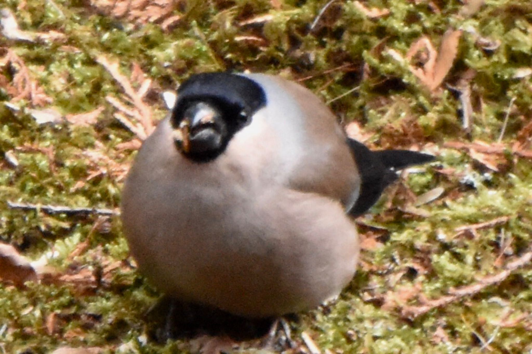 Eurasian Bullfinch