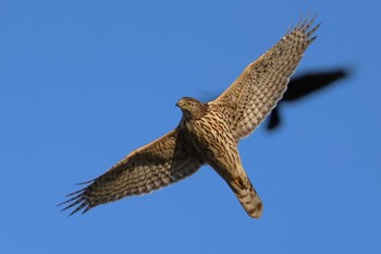 Eurasian Goshawk 愛知県 Fri, 2/9/2024