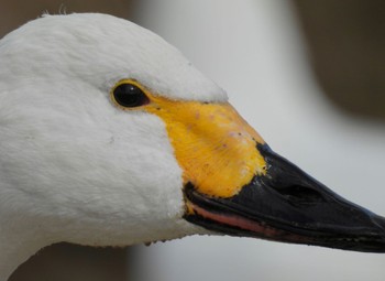 コハクチョウ 湖北野鳥センター 2024年2月8日(木)