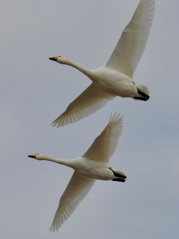 Tundra Swan 湖北野鳥センター Thu, 2/8/2024