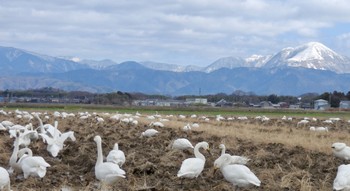 Tundra Swan 湖北野鳥センター Thu, 2/8/2024