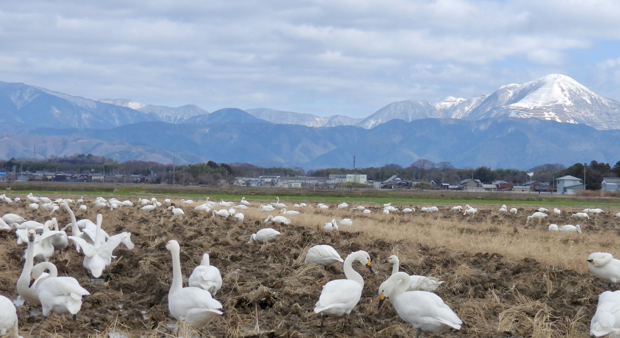 湖北野鳥センター コハクチョウの写真 by ちか