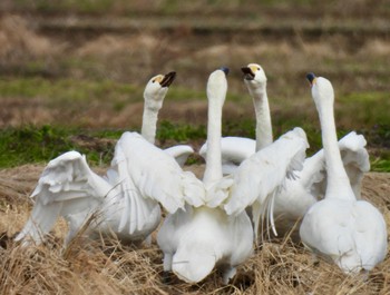 コハクチョウ 湖北野鳥センター 2024年2月8日(木)