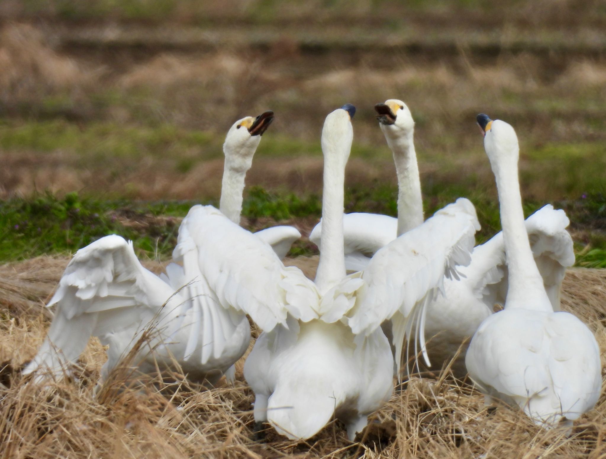 湖北野鳥センター コハクチョウの写真 by ちか