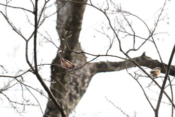 Siberian Long-tailed Rosefinch Aobayama Park Sun, 2/11/2024