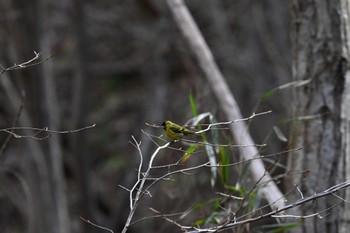 Eurasian Siskin 太白山自然観察の森 Sun, 2/11/2024